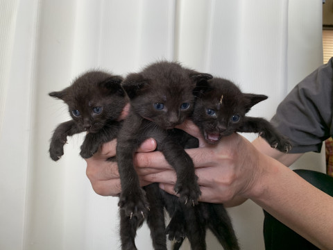 一旦停止中です 黒猫ちゃん3兄弟です