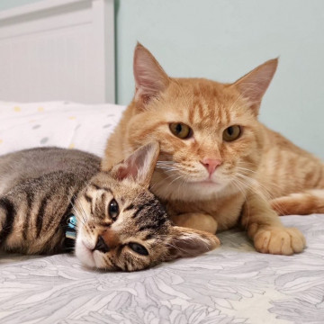 5か月子猫&イクメン茶トラ
