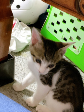 キジ白