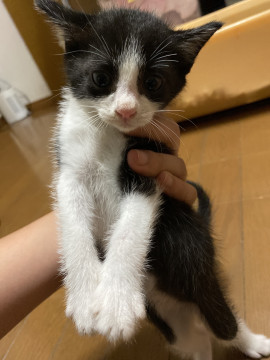 元気いっぱいハチワレ懐こいちびちゃん女の
