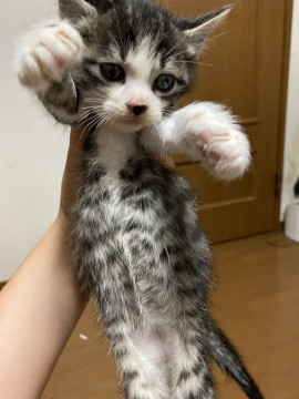 元気いっぱい懐こいちびちゃん男の子