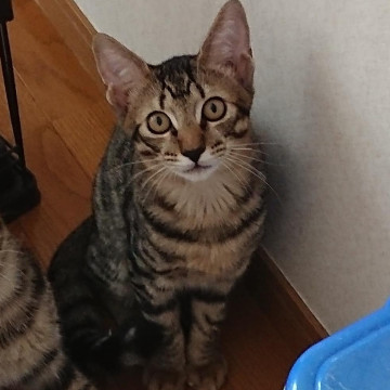 小顔でイケメン手足の長いおっとりボーイ