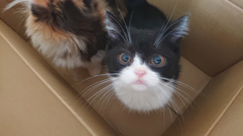 保護猫子猫里親募集