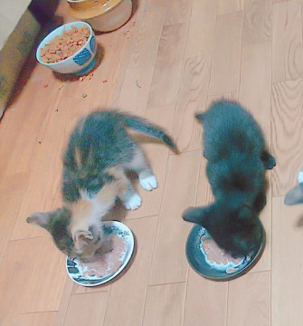 イケメンな黒猫