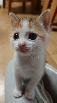 ふわふわ三毛の女の子 風ちゃん