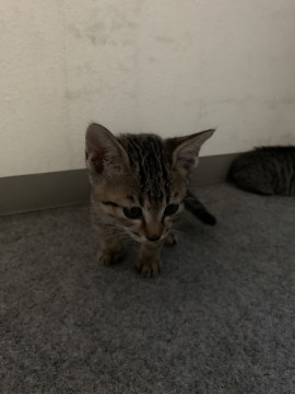 可愛い子猫