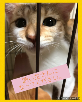 トイレのしつけ・人馴れOKの子猫ちゃん