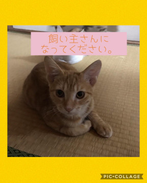 トイレのしつけOK!超人懐こい子猫♡