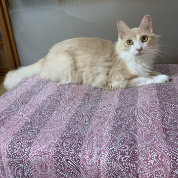 生後11ヶ月⭐️ゴージャス長毛な男の子⭐