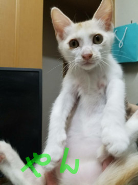 二晩ママ猫いなくても頑張った子猫