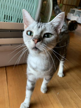 アメリカンショートヘア女の子❤️人懐こい