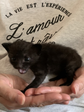 手のひらサイズ黒チビちゃん
