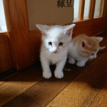 とても柔らかいベージュと白のハチワレベビ