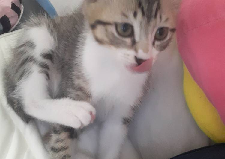 猫の里親募集 サバシロ ネコジルシ