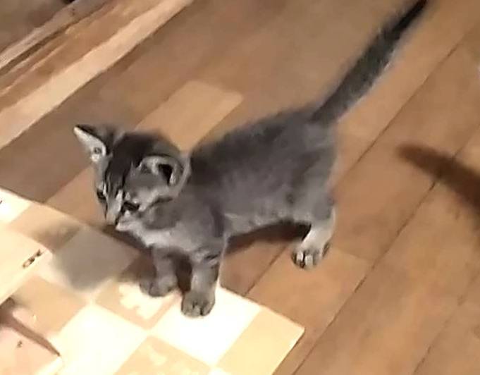 愛知県】子猫里親募集（ブログあり） - 猫の里親募集 - ネコジルシ