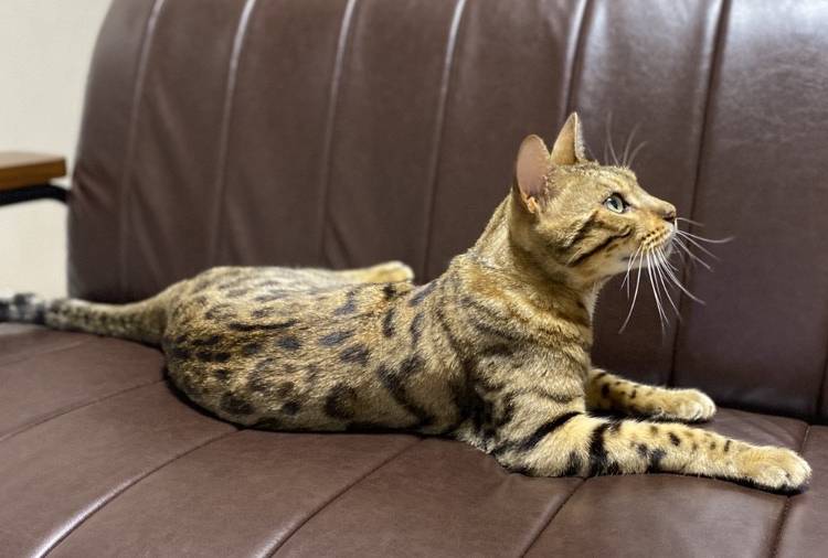 猫の里親募集 ベンガル ネコジルシ 猫の里親募集 ベンガル ネコジルシ