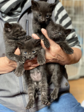 生後約1ヶ月黒猫ちゃん4匹