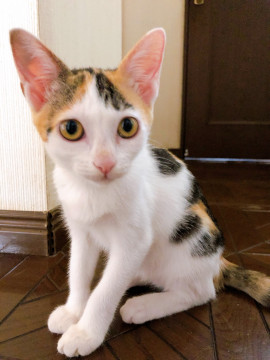 ハート模様三毛のおんなのこ
