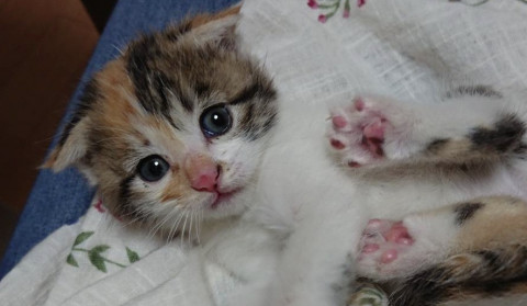 可愛い折れ耳の三毛猫ちゃん