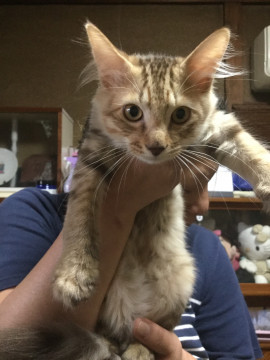薄茶色の尻尾真っ直ぐイケメン君