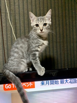 ニュアンスカラーのかわいい美猫ちゃん