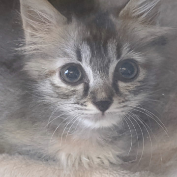 パステルサビ柄リーナちゃん
