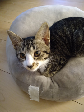 約三ヶ月の子猫♀です
