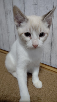白クリーム色、生後3ヶ月♀
