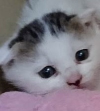 可愛い折れ耳の子猫ちゃん