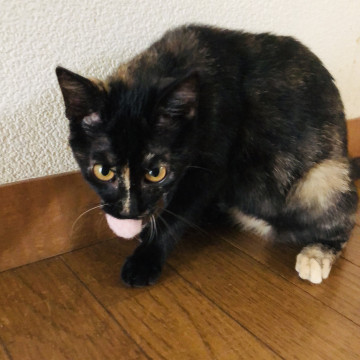 エキゾチックなサビの仔猫