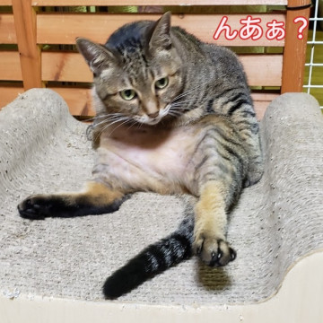 ●全方位丸い●ちよこちゃん●