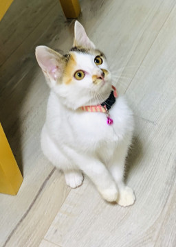 かわいい白三毛ちゃん