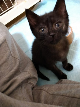 人間大好きな黒猫君