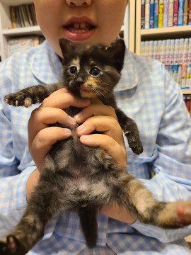 生後1ヶ月半の元気なサビネコちゃんです