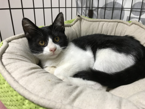 イケメン確定のハチワレの子猫