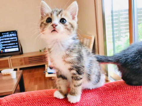 もふもふ美猫。見惚れますよ〜
