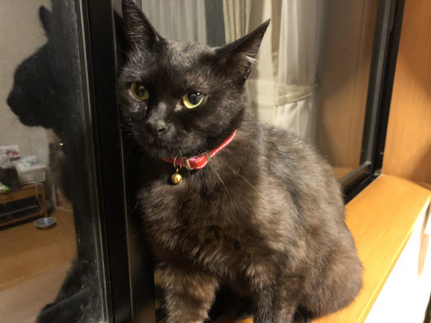 可愛いい黒猫のメスです。