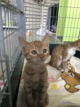 オリーブ君、ヶ月