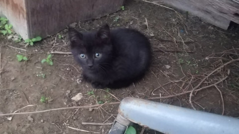 かわいい子猫です