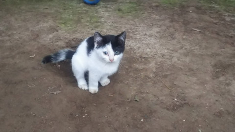 かわいい子猫です