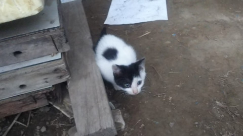 かわいい子猫です
