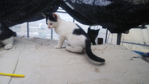 かわいい子猫です