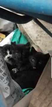 (飼い主様決定)長毛黒猫の子猫ちゃん