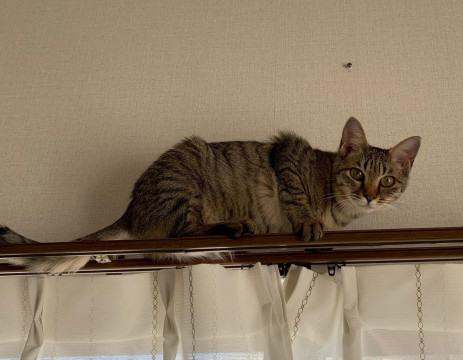 決定☆美猫さん、遊ぶの大好き