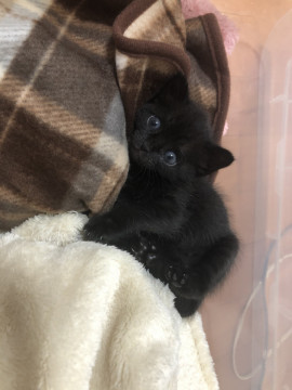 懐っこい子猫です