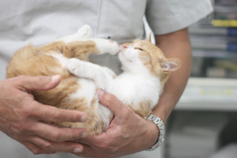 10月27日募集中!病院保護の子猫