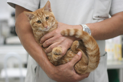 10月27日募集中!病院保護の子猫