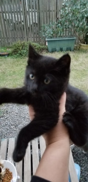 (飼い主様決定)黒猫男の子