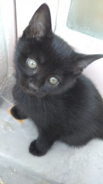 とっても可愛い黒猫の女の子です!