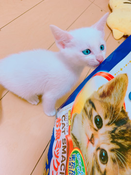 白猫ちゃん